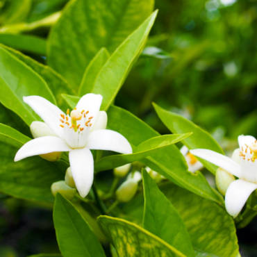 Orange blossom